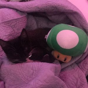 Mario mushroom plush